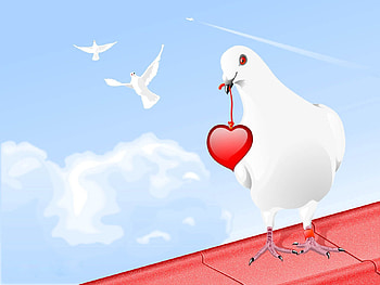 Vector, Bird, Heart, Paints, Dove HD wallpaper