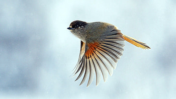 Animals, Bird, Flight, Wings, Wave, Sweep HD wallpaper