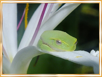 FRAMED FROG, FROG, NATURE, FRAMED HD wallpaper