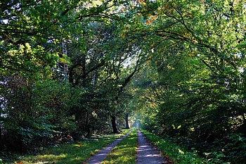 Nature, Trees, Forest, Path, Trail HD wallpaper