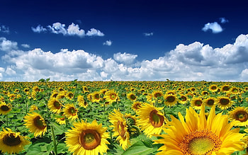 Plants, Landscape, Sunflowers, Sky HD wallpaper