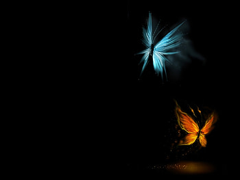 Butterflies, Insects HD wallpaper