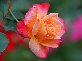 Rose, Macro, Close up, Petals HD wallpaper