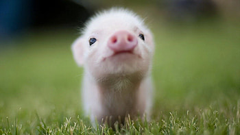 Pig, Baby Animal HD wallpaper