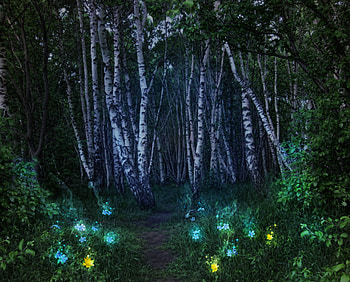 Nature, Flowers, Trees, Forest, Fairy, Fabulous HD wallpaper