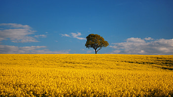 Beautiful Yellow Flowers Field Tree Under Blue Sky During Daytime Nature HD wallpaper