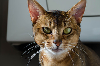 Whiskers, Abyssinian HD wallpaper