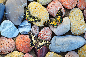 Butterflies on the Rocks, butterflies, insects, nature, rocks HD wallpaper