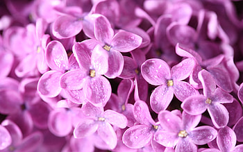 Flowers, Lilac, Macro, Petals, Multitude, Lots Of HD wallpaper