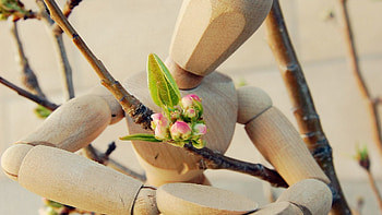 Flowers, Miscellanea, Miscellaneous, Toy, Sadness, Sorrow HD wallpaper