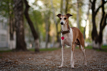 Greyhound sighthound, Tatyana Vergel graphy, Beautiful animal, Graceful movements HD wallpaper