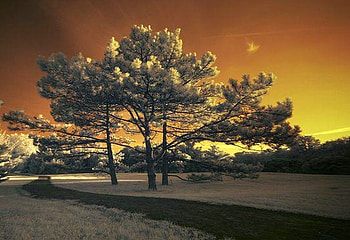 Beautiful Trees, trees, cool, beautiful HD wallpaper