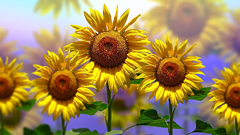 Sunflower, plant, leaf, nature HD wallpaper