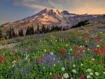 Nature, Flowers, Mountains, Vertex, Top, Multicolored, Vegetation, Evening, Polyana, Glade HD wallpaper