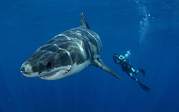 Shark diver underwater, Ocean 45542, Great white shark, Underwater ocean HD wallpaper