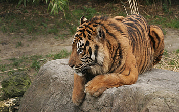 Animals, Rock, Sit, Predator, Stone, Tiger HD wallpaper