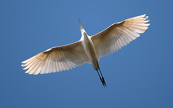 Egret, flight, sky, bird HD wallpaper