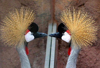 Crowned Crane, crane, crowned, beautiful HD wallpaper