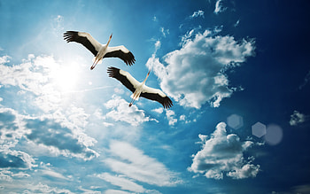 Stork , Heartwarming scene, Seamless , Complementary devices HD wallpaper