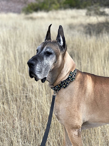 Fawn, Great Danes HD phone wallpaper