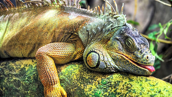 Sleepy lizard, Iguana species, Resting on wood, Relaxing scene HD wallpaper
