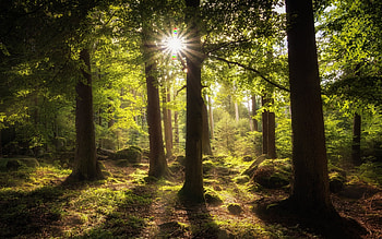 Sunbeams in Forest, sunbeams, shadows, forest, moss HD wallpaper