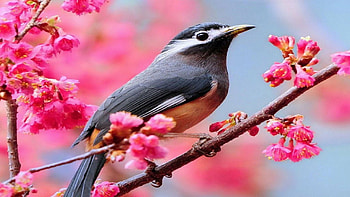 White-eared sibia, Birds HD wallpaper