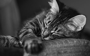 Animals, Cat, Muzzle, Striped, Bw, Chb, Sleep, Dream, Pillow HD wallpaper