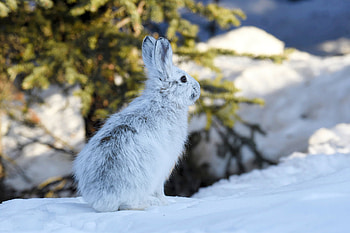 The Alaskan, Hares HD wallpaper
