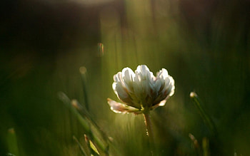 White flower, nature, flowers HD wallpaper