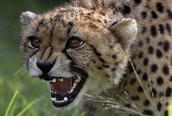 SEE MY SHARP TEETH, teeth, wildlife, cub, sharp, cheetah, feline, wild HD wallpaper
