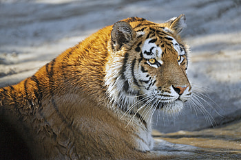 Animals, Muzzle, Predator, Big Cat, Sight, Opinion, Tiger HD wallpaper