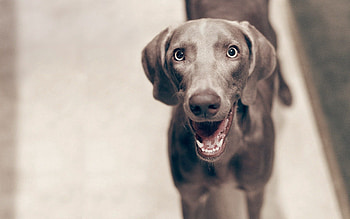 Animals, Dog, Muzzle, Sight, Opinion, Happy, Waiting, Expectation, Cheery HD wallpaper