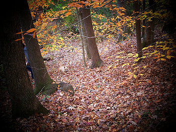 in the woods, dog, pet, forest, animals HD wallpaper