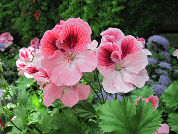 Flowers on a walking day 77, graphy, green, Flowers, garden, Pink, Purple HD wallpaper