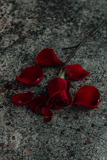 Flowers, Flower, Rose Flower, Rose, Petals, Surface HD phone wallpaper