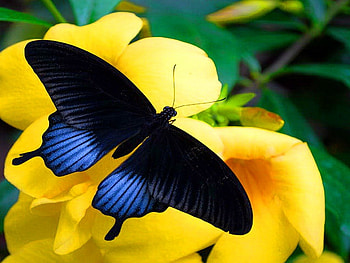 Great Mormon, blue, black, butterfly, flower, Mormon HD wallpaper
