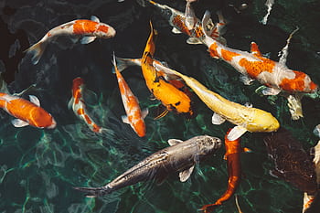 A vivid school of koi fish with varied colors swimming gracefully in clear water. HD wallpaper