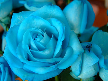 Rosas azules, blue, bouquet, entertainment, arrangement, unique, special, precious, rose, fashion, delicate, blessings, light, bright, love, forever HD wallpaper