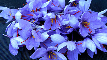 Flowers, Saffron HD wallpaper
