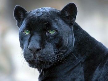 Animals, Muzzle, Predator, Big Cat, Panther HD wallpaper