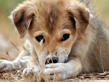 Dog, animal, cute, puppy HD wallpaper