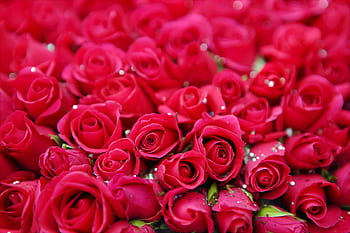 A vivid display of blooming red roses with delicate petals, symbolizing beauty and romance. HD wallpaper