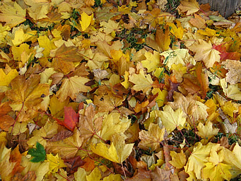 Plants, Background, Leaves HD wallpaper