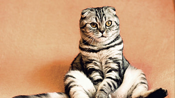 Sitting, Scottish Folds HD wallpaper