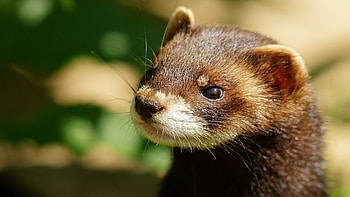 Ferret showcase, Broad range of colours, Whiskered cuteness, Irresistible playfulness HD wallpaper