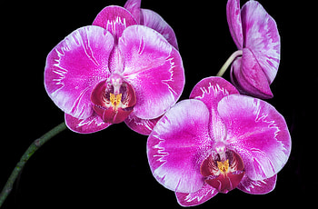 Orchids, Flowers, Bloom, Petals HD wallpaper