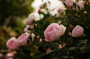 Flowers, Roses, Leaves, Bush, Greens, Garden, Buds HD wallpaper