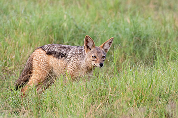 Animals, Grass, Fox, Predator, Animal, American Fox HD wallpaper
