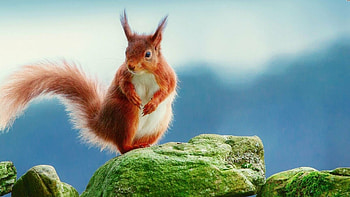 Squirrel , Wallpics, Artistic, Creative HD wallpaper